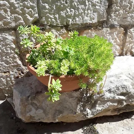 Rejo Donji Okrug (Ciovo)